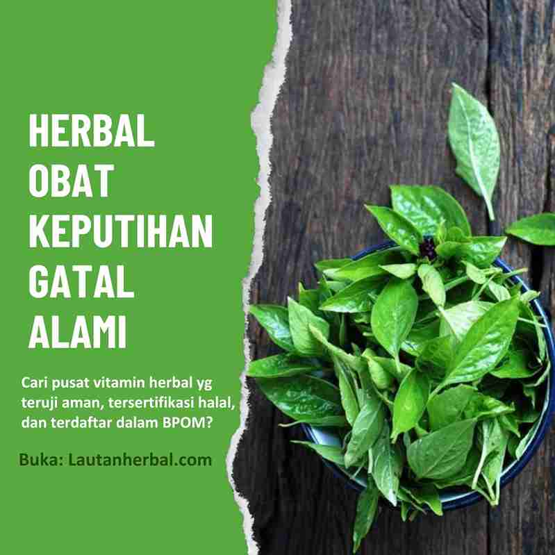 Herbal Obat Keputihan Gatal Alami